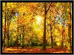 Park, Drzewa, Promienie, Słońca, Złota, Jesień