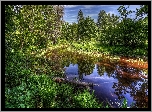 Rosja, Petersburg, Park, Drzewa, Rzeka Newa, Roślinność