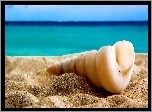 Muszelka, Piasek, Plaża