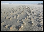 Plaża, Piasek, Muszelki