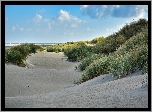 Piasek, Plaża, Trawa