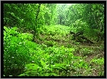 Piękny, Zielony, Las, Roślinność
