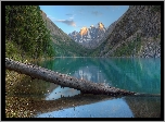 Jezioro Szawlińskie, Pień, Góry Severo-Chuisky, Ałtaj, Drzewa, Republika Ałtaju, Rosja