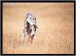 Pies, Border collie, Łąka, Trawy
