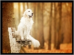 Pies, Golden retriever, Ławka, Drzewo