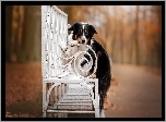 Pies, Border collie, Biała, Ławka