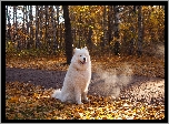 Biały, Pies, Samojed, Las, Droga, Liście, Jesień