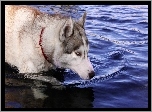 Pies, Husky, Woda, Czerwona, Obroża