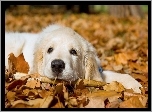 Pies, Golden Retriever, Liście, Jesień