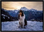 Pies, Owczarek australijski, Czapka, Śnieg, Góry