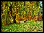 Wierzba, Płacząca, Ławka