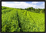 Plantacja, Herbaty