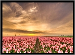 Plantacja, Różowe, Tulipany, Wschód słońca