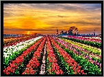 Plantacja, Tulipanów, Zachód, Słońca