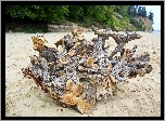 Plaża, Piasek, Duży, Konar