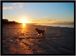 Plaża, Wschód Słońca, Golden Retriever