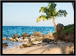 Kamienista, Plaża, Palma