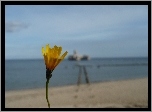 Żółty, Kwiatek, Plaża, Morze