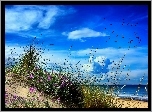 Plaża, Morze, Wydmy, Trawa, Kwiatki, Ptaki