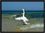 Morze, Plaża, Łabędź