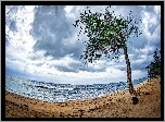 Morze, Plaża, Drzewo