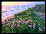 Morze, Plaża Kwiatki