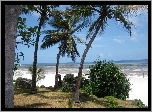 Morze, Plaża, Palmy