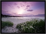 Morze, Plaża, Rumianki