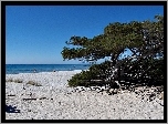 Morze, Plaża, Sosna