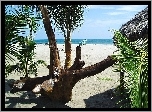 Plaża, Palmy, Łódka, Ocean, Tropik