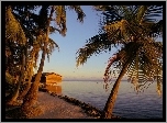 Plaża, Palmy