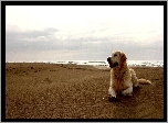 Pies, Golden Retriever, Plaża, Morze