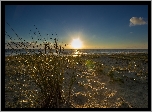 Plaża, Trawy, Wschód słońca, Morze