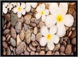 Plumeria, Kamienie