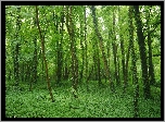 Las, Pnącze, Drzewa