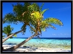 Pochyłe, Palmy, Kokosowe, Niebo, Plaża