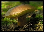 Podgrzybek, Las
