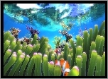Podwodne, Rośliny, Błazenek, Rafa koralowa