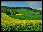 Pola, Rzepakowe, Łąki, Lasy