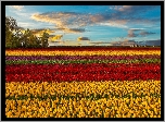 Pola, Tulipanów, Drzewa, Chmury, Horyzont