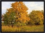 Pola, Łąka, Drzewa, Jesień