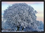 Pola, Ośnieżone, Drzewa, Zima