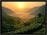 Plantacja, Pola, Góry, Wschód słońca