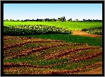 Pola, Skoszona, Łąka, Drzewa, Przebijające, Światło