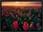 Pola, Farma, Kwiaty, Tulipany, Wschód słońca