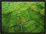 Pola