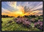 Anglia, Park Narodowy New Forest, Wschód słońca, Wrzosy, Wrzosowisko, Polana