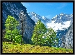 Góry, Polana, Drzewa