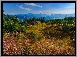 Rumunia, Góry, Karpaty, Polana, Drzewa, Domy, Lato