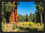 Stany Zjednoczone, Park Narodowy Sequoia Kings, Sekwoje, Las, Polana